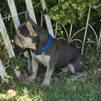 LIlac Tan Points Mr Oz, a male French Bulldog for sale in Lubbock, TX – Photo 2 of 8
