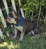 LIlac Tan Points Mr Oz, a male French Bulldog for sale in Lubbock, TX – Photo 2 of 8