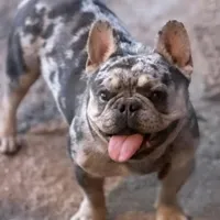 LIlac Tan Points Mr Oz, a male French Bulldog for sale in Lubbock, TX – Photo 8 of 8