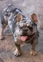 LIlac Tan Points Mr Oz, a male French Bulldog for sale in Lubbock, TX – Photo 8 of 8