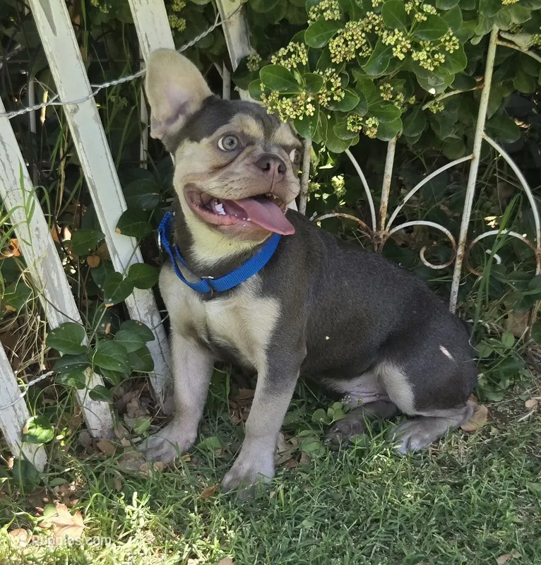 LIlac Tan Points Mr Oz