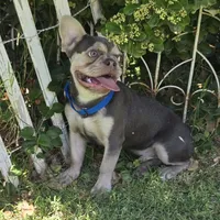 LIlac Tan Points Mr Oz, a male French Bulldog for sale in Lubbock, TX – Photo 1 of 8