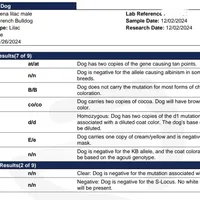 LIlac Tan Points Mr Oz, a male French Bulldog for sale in Lubbock, TX – Photo 6 of 8