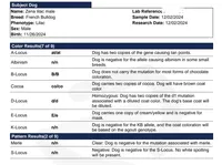 LIlac Tan Points Mr Oz, a male French Bulldog for sale in Lubbock, TX – Photo 6 of 8