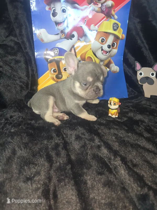 RUBBLE. LILAC TAN – French Bulldog puppy for sale in Lubbock, TX