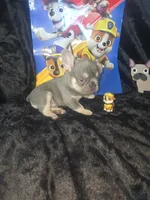 RUBBLE. LILAC TAN boy, a male French Bulldog for sale in Lubbock, TX – 1 of 10