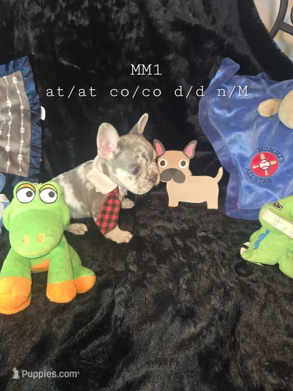 MM1  Lilac Merle  – French Bulldog puppy for sale in Lubbock, TX