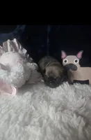 Taz G3  BlK blue Fawn, a female French Bulldog for sale in Lubbock, TX – 2 of 6