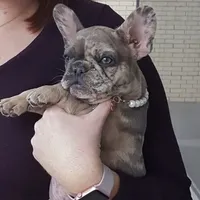 Texas Exotic, a female French Bulldog for sale in Lubbock, TX – Photo 3 of 7