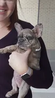 Texas Exotic, a female French Bulldog for sale in Lubbock, TX – Photo 3 of 7