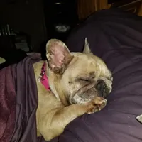 Texas Exotic, a female French Bulldog for sale in Lubbock, TX – Photo 7 of 7