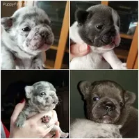 Texas Exotic, a female French Bulldog for sale in Lubbock, TX – Photo 2 of 7