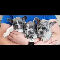 Texas Exotic, a female French Bulldog for sale in Lubbock, TX – Photo 1 of 7