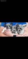 Texas Exotic, a female French Bulldog for sale in Lubbock, TX – Photo 1 of 7