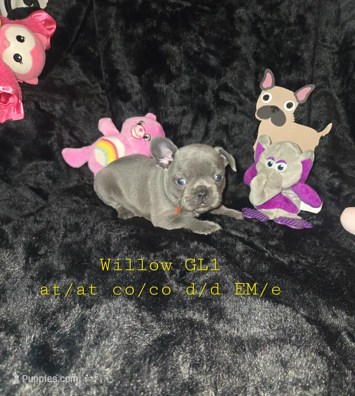 GL1 Lilac Female full Tan p – French Bulldog puppy for sale in Lubbock, TX