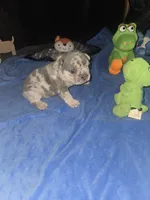 MM1  Lilac Merle , a male French Bulldog for sale in Lubbock, TX – 2 of 9