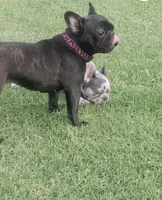 TAZ M2. BL Blk Fawn , a male French Bulldog for sale in Lubbock, TX – 4 of 6