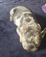 GM1 Lilac Merle Fluffy, a female French Bulldog for sale in Lubbock, TX – 6 of 9