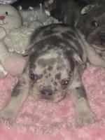 GM1 Lilac Merle Fluffy, a female French Bulldog for sale in Lubbock, TX – 3 of 9