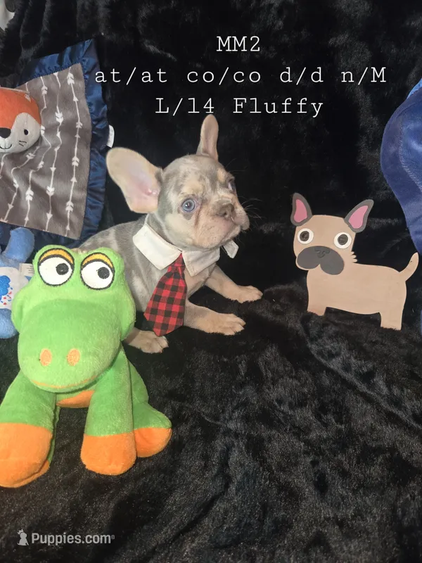 MM2 Lilac Merle Fluffy – French Bulldog puppy for sale in Lubbock, TX