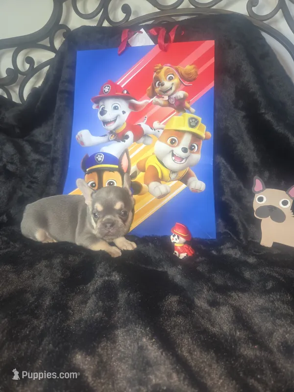 MARSHALL  Lilac Tan – French Bulldog puppy for sale in Lubbock, TX