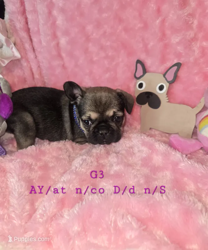 Taz G3   Blue blk  Fawn – French Bulldog puppy for sale in Lubbock, TX