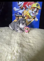 SKYE   Lilac Tan , a female French Bulldog for sale in Lubbock, TX – 1 of 8