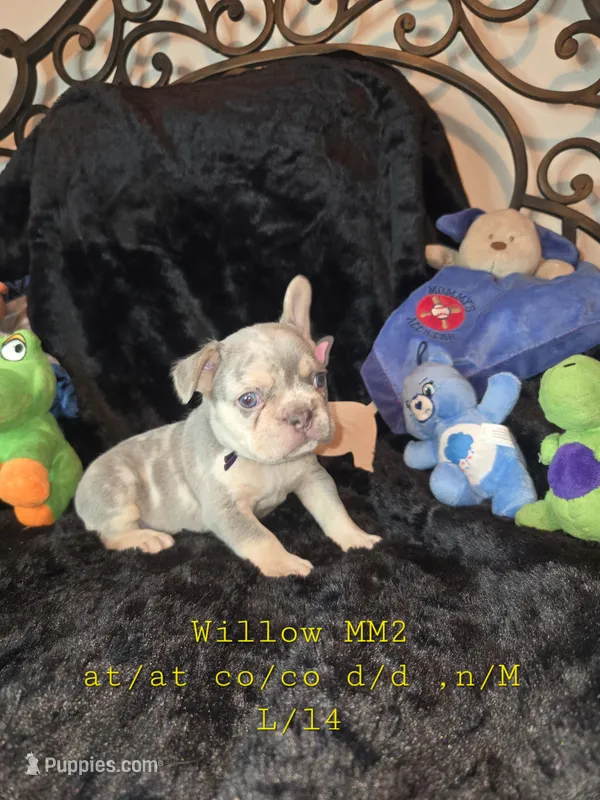 MM2 Lilac Merle Fluffy – French Bulldog puppy for sale in Lubbock, TX