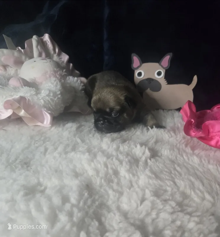 Taz G3  BlK blue Fawn – French Bulldog puppy for sale in Lubbock, TX