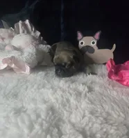 Taz G3  BlK blue Fawn, a female French Bulldog for sale in Lubbock, TX – 1 of 6