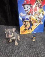 Chase. LILAC  TAN, a male French Bulldog for sale in Lubbock, TX – 3 of 9