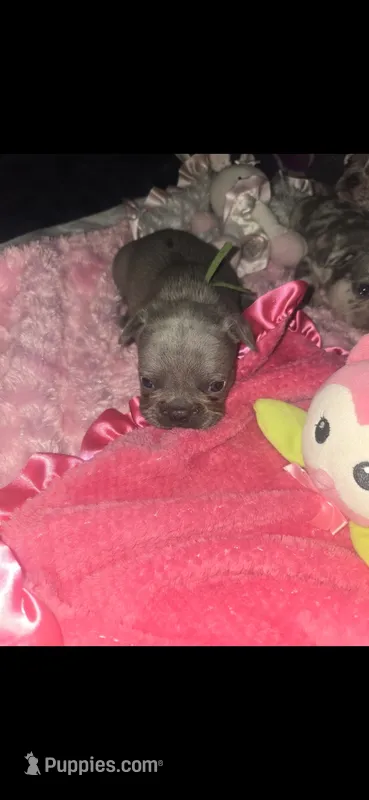 GL2 LILAC FLUFFY  full tan – French Bulldog puppy for sale in Lubbock, TX