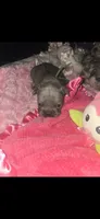 GL2 LILAC FLUFFY  full tan, a female French Bulldog for sale in Lubbock, TX – 1 of 8