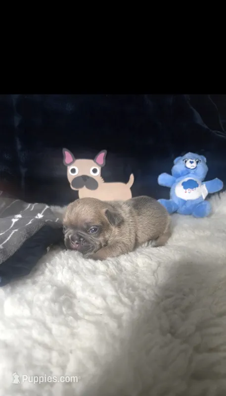 TAZ M1  Blue Fawn  – French Bulldog puppy for sale in Lubbock, TX