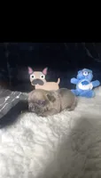 TAZ M1  Blue Fawn , a male French Bulldog for sale in Lubbock, TX – 1 of 6