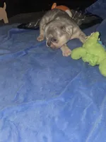 MM2 Lilac Merle Fluffy, a male French Bulldog for sale in Lubbock, TX – 4 of 10