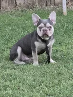 TAZ M2. BL Blk Fawn , a male French Bulldog for sale in Lubbock, TX – 6 of 6