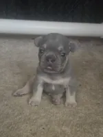 RUBBLE. LILAC TAN, a male French Bulldog for sale in Lubbock, TX – 3 of 8