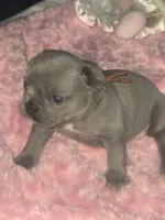GL1 Lilac Female full Tan p, a female French Bulldog for sale in Lubbock, TX – 1 of 8