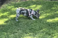 Gravy Lilac Merle  Tan Sleigh, a female French Bulldog for sale in Lubbock, TX – 8 of 10