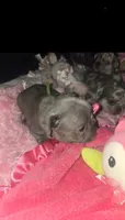 GL2 LILAC FLUFFY  full tan, a female French Bulldog for sale in Lubbock, TX – 2 of 8