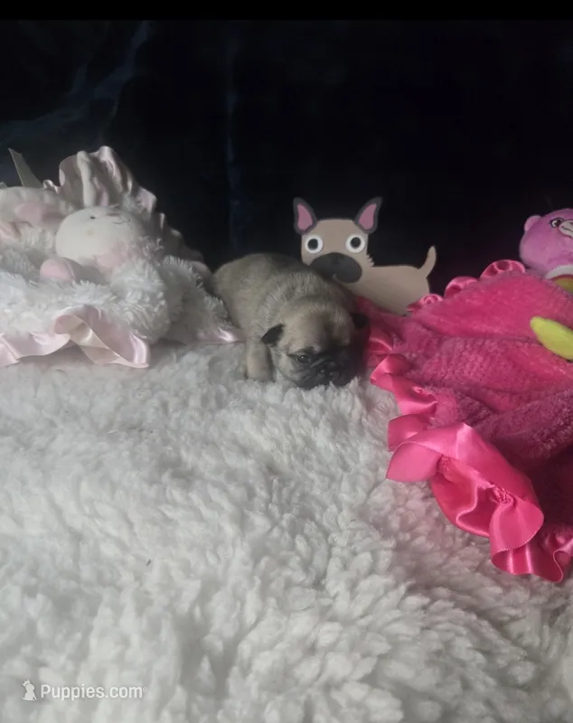 Taz G2  Blue Fawn – French Bulldog puppy for sale in Lubbock, TX
