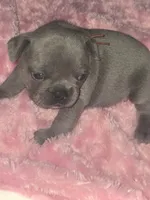 GL1 Lilac Female full Tan p, a female French Bulldog for sale in Lubbock, TX – 2 of 8