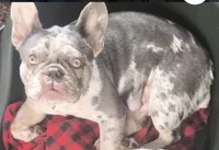 MM2 Lilac Merle Fluffy, a male French Bulldog for sale in Lubbock, TX – 6 of 10