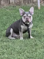 GL1 Lilac Female full Tan p, a female French Bulldog for sale in Lubbock, TX – 6 of 8