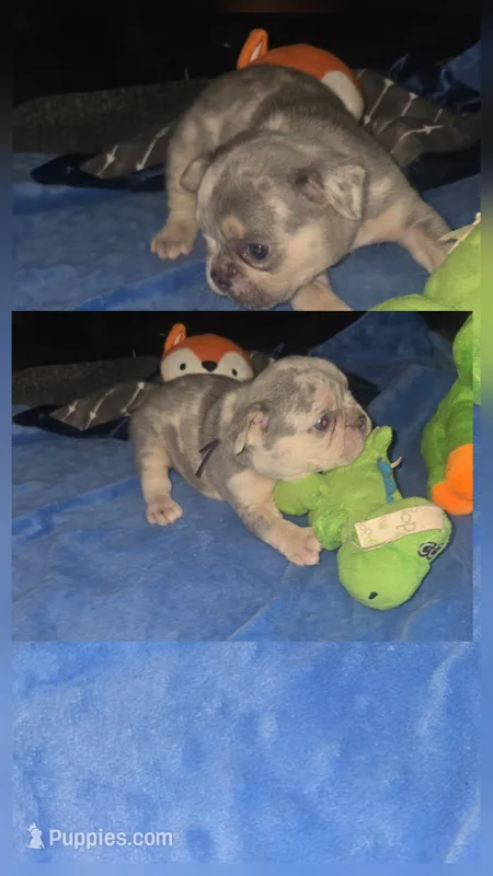 MM2 Lilac Merle Fluffy – French Bulldog puppy for sale in Lubbock, TX