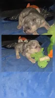 MM2 Lilac Merle Fluffy, a male French Bulldog for sale in Lubbock, TX – 1 of 10
