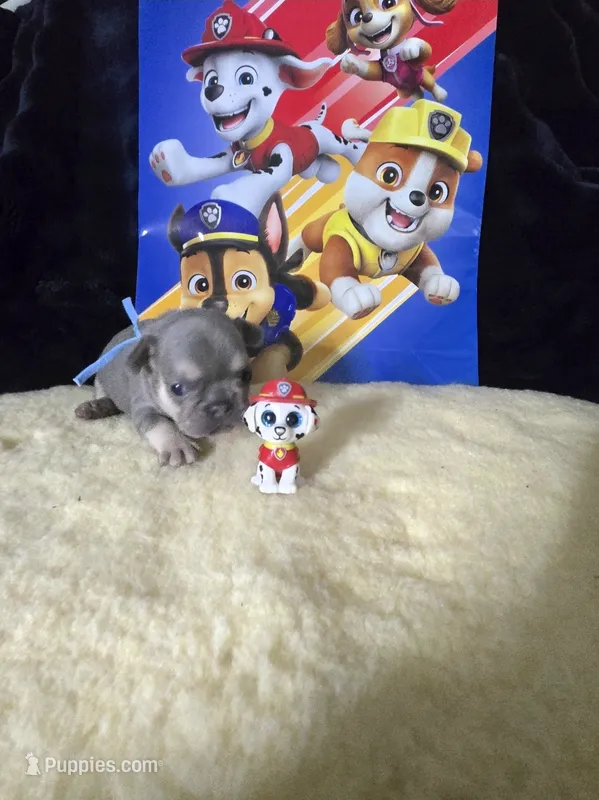 MARSHALL  Lilac Tan – French Bulldog puppy for sale in Lubbock, TX