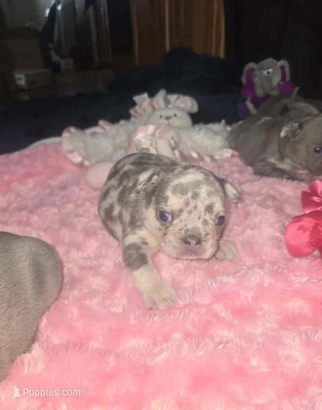 GM1 Lilac Merle Fluffy – French Bulldog puppy for sale in Lubbock, TX