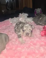 GM1 Lilac Merle Fluffy, a female French Bulldog for sale in Lubbock, TX – 1 of 9